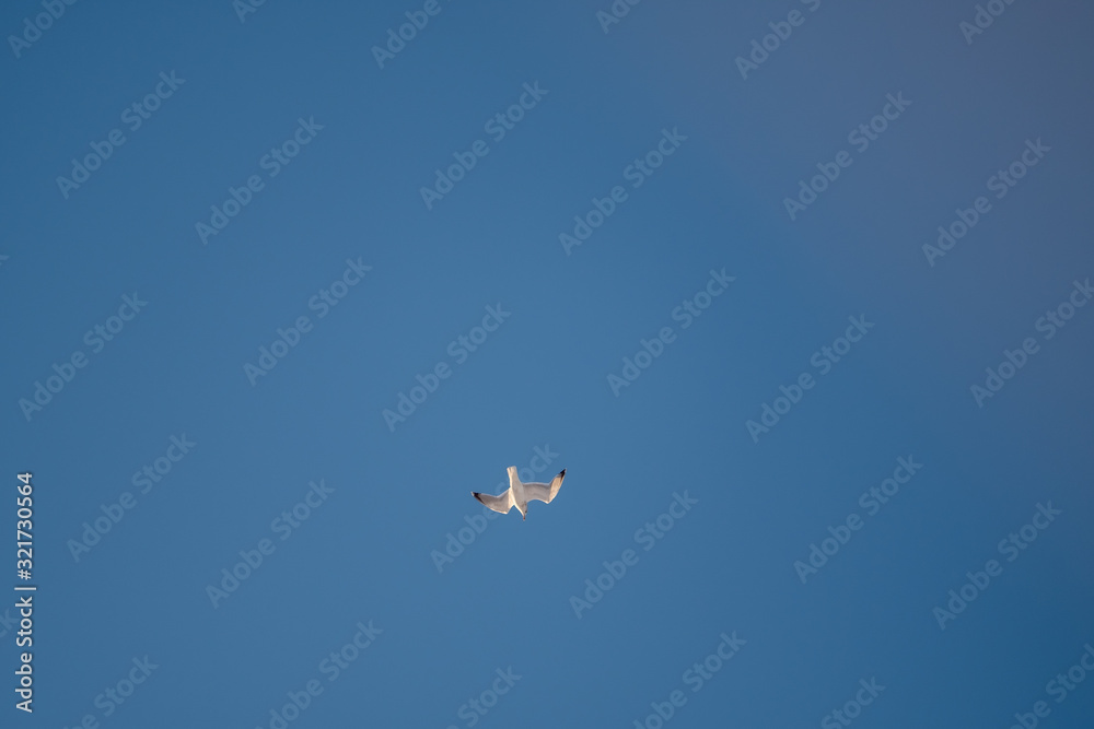 Fototapeta premium White seagulls on a background of blue sky. Birds on the coast. A clear, cloudless sky. Graceful flight and soaring above. The pleasure of the air and the joy of being. Day, cold, sunny.
