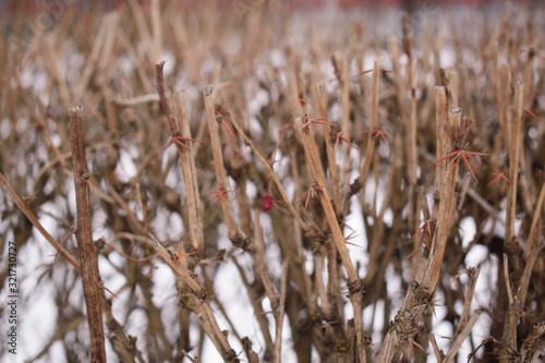 Fotografie bare stubby branches of a bush with thorns in a park