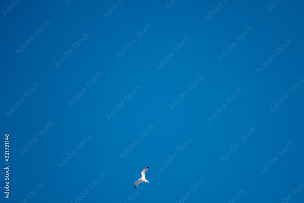 Fototapeta premium White seagulls on a background of blue sky. Birds on the coast. A clear, cloudless sky. Graceful flight and soaring above. The pleasure of the air and the joy of being. Day, cold, sunny.