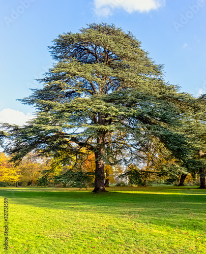 Cedrus libani tree known as cedar of Lebanon or Lebanon cedar in Osterley, Isleworth, London, UK photo