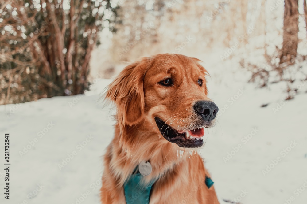 Golden Retriever in Snow wearing Harness