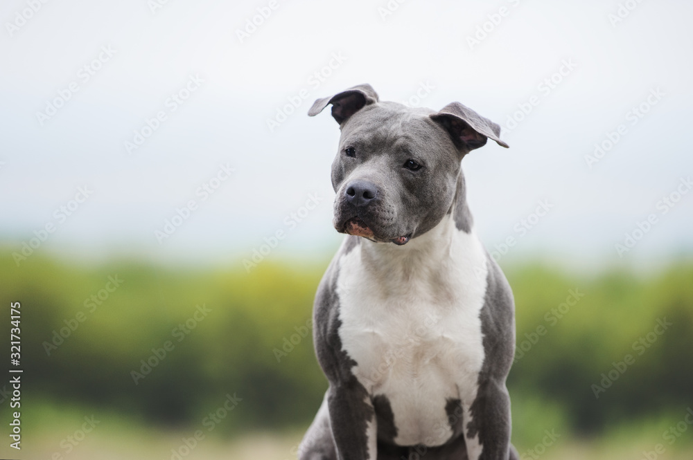 Portrait of muscular blue dog. American Staffordshire Terrier on a blurry background