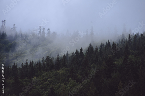 Pine forest on the mountain tops in the fog. Cloud falls Mountain