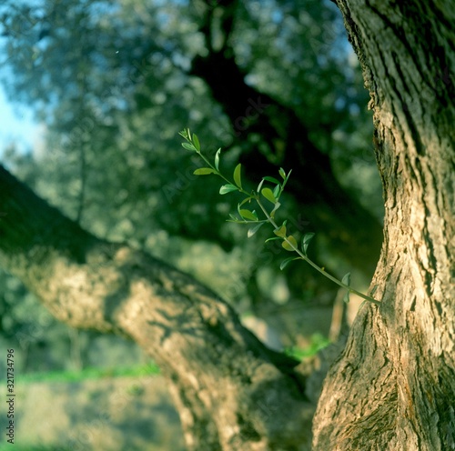 Olivenbaum mit jungem Trieb