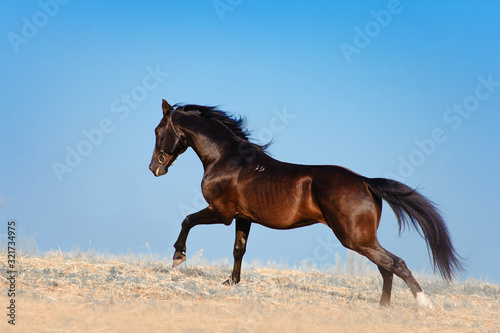 The stunning black stallion galloping across the field on a background of blue sky. Horse mane develops in the wind