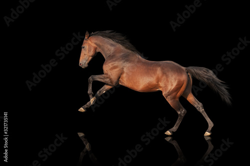 Valokuva handsome brown stallion galloping, jumping