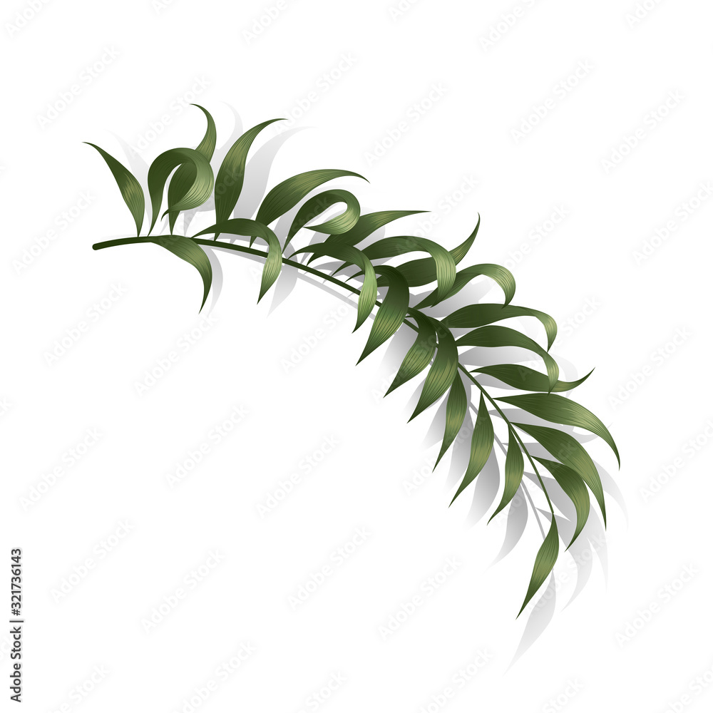 Tropical leaf palm isolated. Vector illustration. EPS 10 Tropical leaf palm isolated. Vector illustration. EPS 10