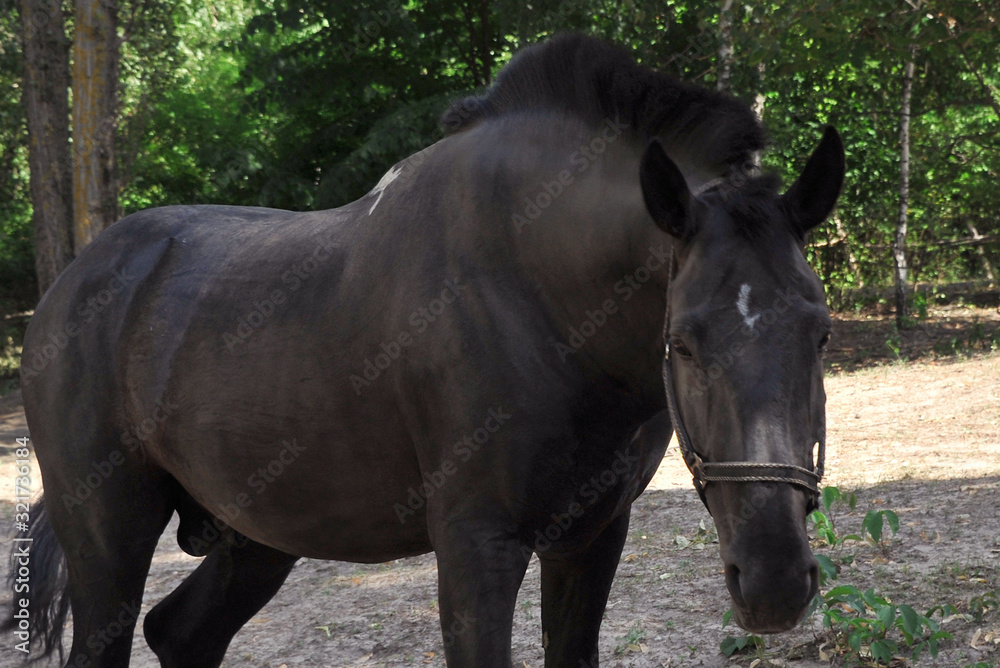 Portrait of black Frisian horse with developing mane on nature background
