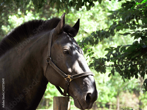 Portrait of black Frisian horse with developing mane on nature background