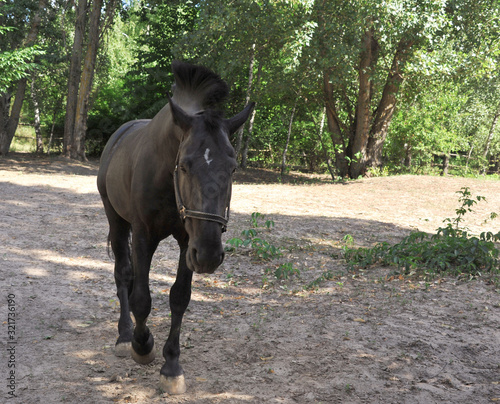 Portrait of black Frisian horse with developing mane on nature background