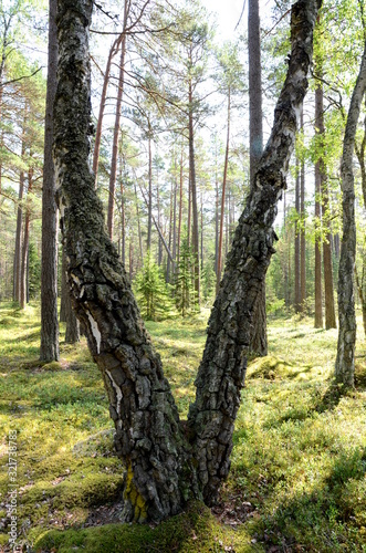 Fototapeta Naklejka Na Ścianę i Meble -  Pine forest with birch in Lahemaa National Park in Estonia
