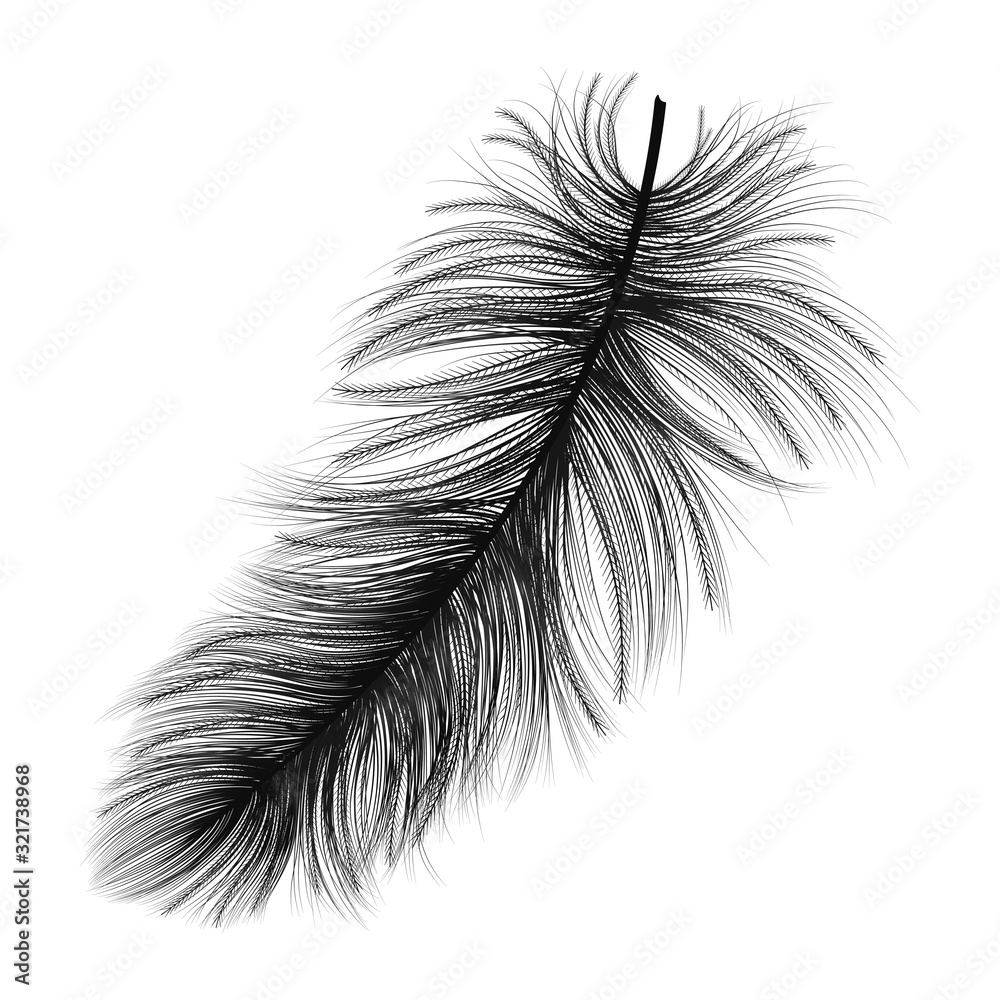 Obraz premium Feather isolated on white.Vector illustration.