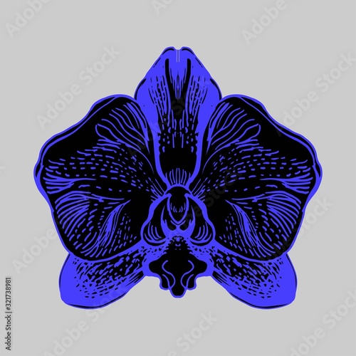 Fantastic flower of orchid in phantom blue isolated oh grey bacground. Bright manual graphic. Hand drawn element for design, printing, textile, pillow, gift packade, wrapping paper, greeting card.