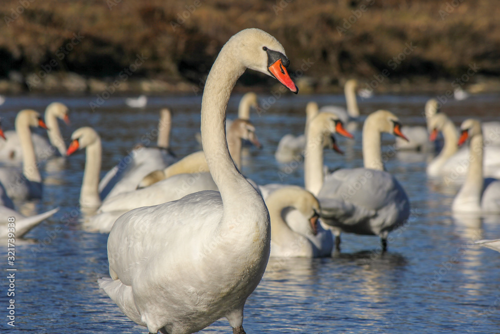 River full of swans River full of swans