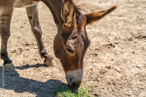 Fotobehang A donkey grazes