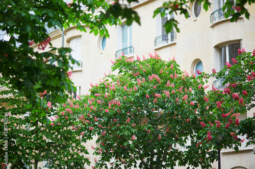 Scenic view of pink chestnuts in full bloom on a street of Paris