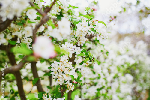 white apprle tree in full bloom on a spring day