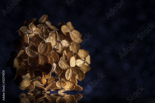 Dried hydrangea flowers in the dark