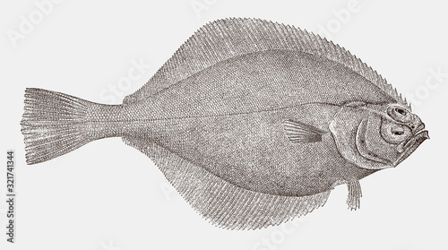 Flathead sole, hippoglossoides elassodon, a flatfish from the North Pacific Ocean in top view