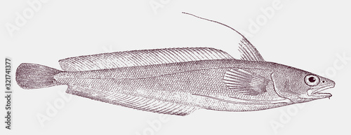 Squirrel hake, urophycis chuss, a fish from the Northwest Atlantic Ocean in side view