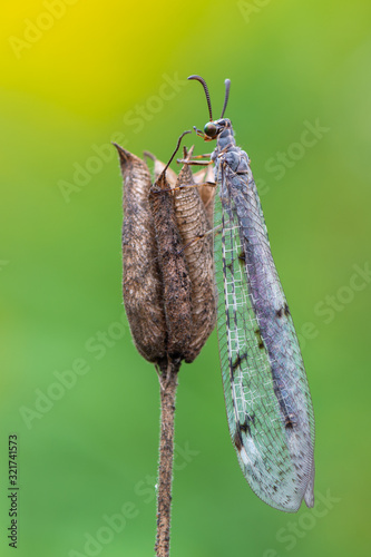 antlion - Euroleon nostras observed in Germany photo