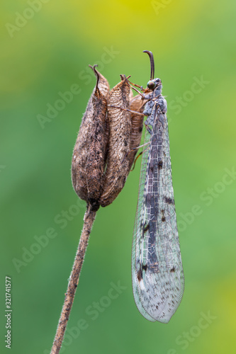 antlion - Euroleon nostras observed in Germany photo