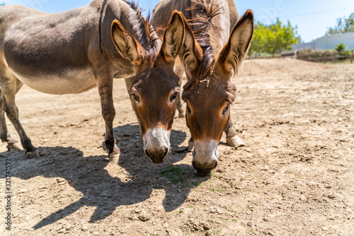 Εκτύπωση καμβά Two donkeys