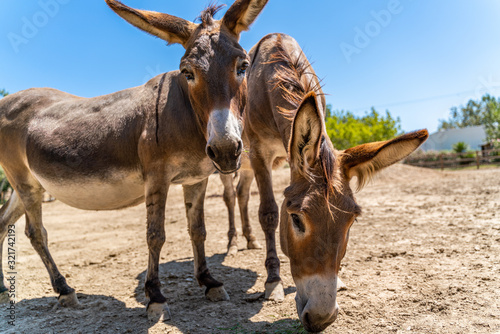 Foto Two donkeys have in the summer sky