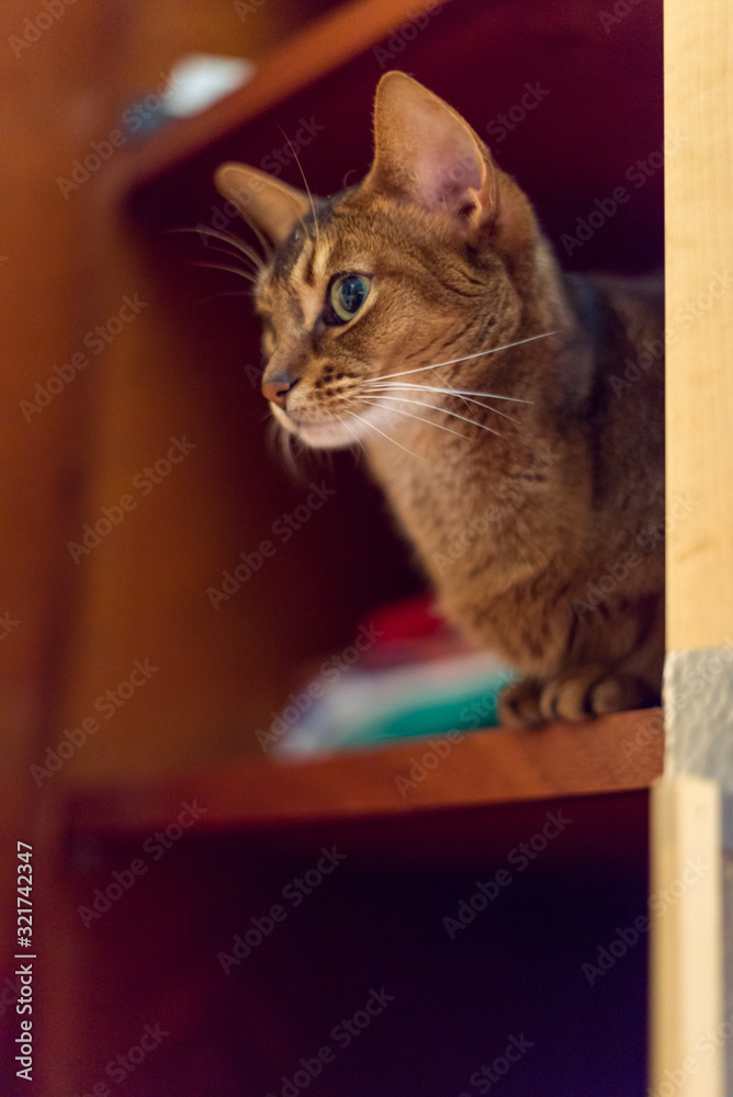 Beautiful abyssinian cat sitting on a shelf