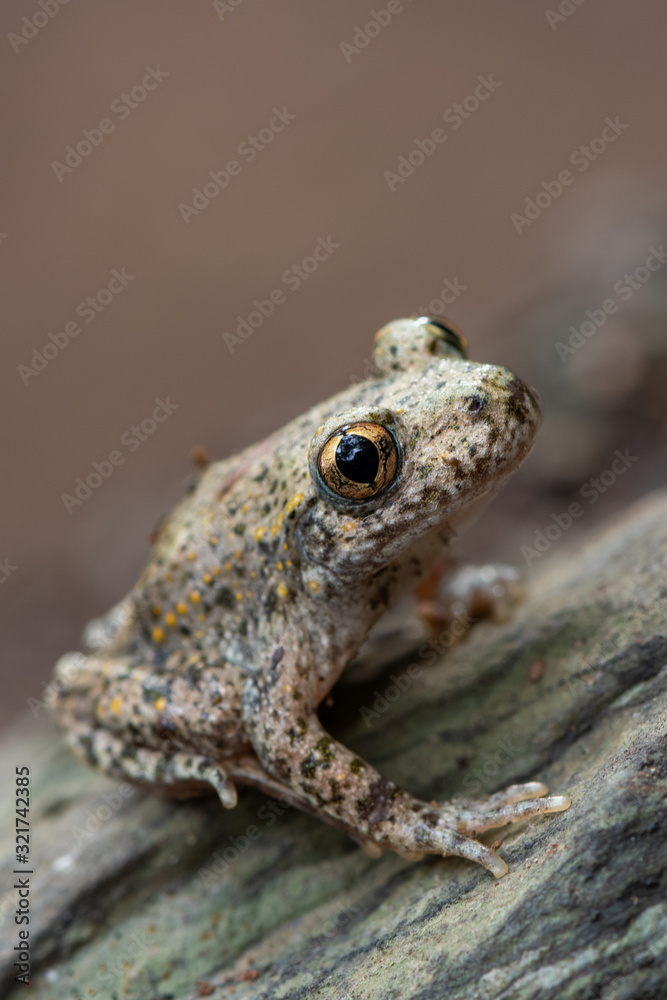 Common midwife toad - Alytes obstetricans Common midwife toad - Alytes obstetricans
