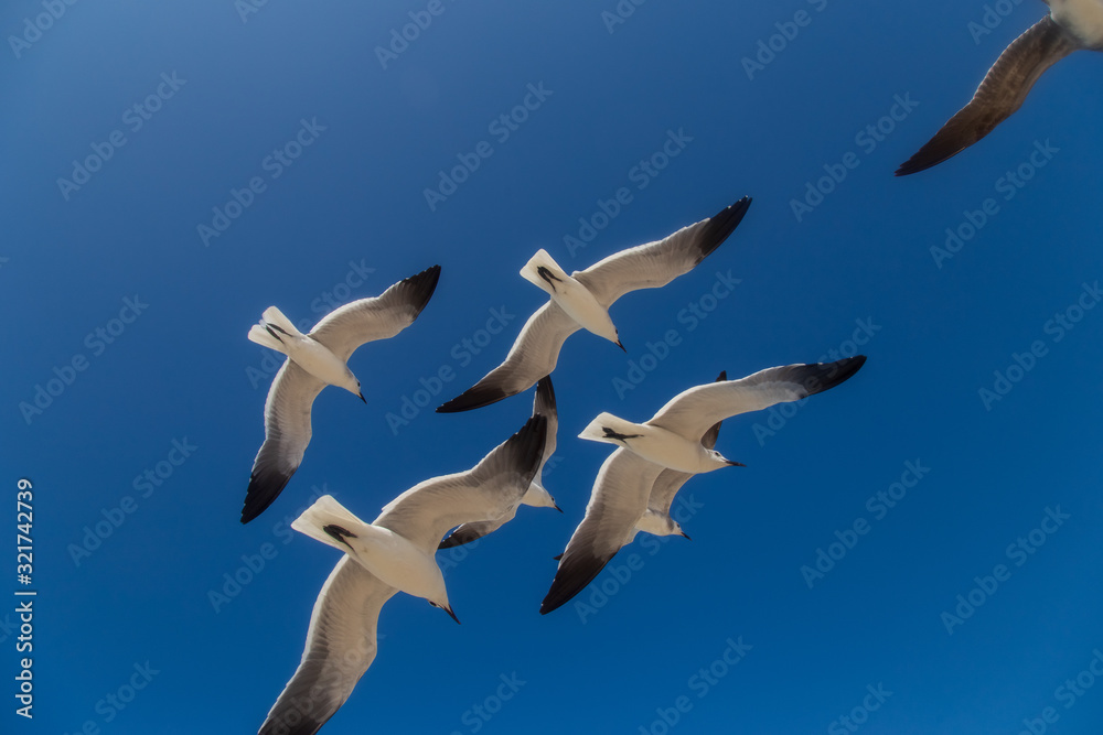 Fototapeta premium aves