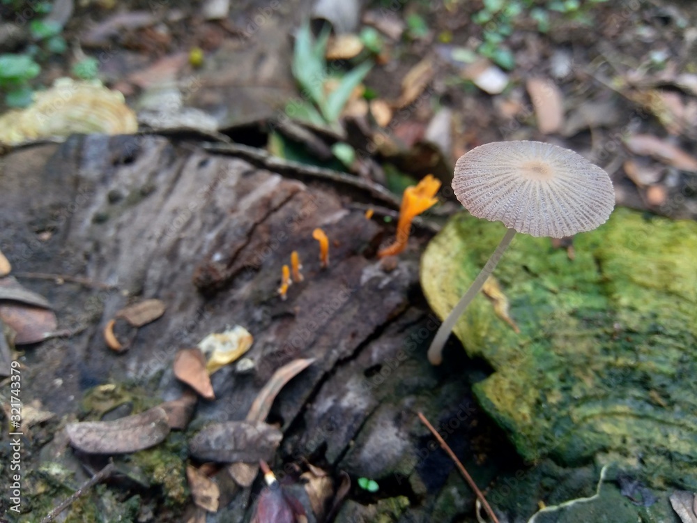 The exotic poisonous mushroom in the nature background The exotic poisonous mushroom in the nature background