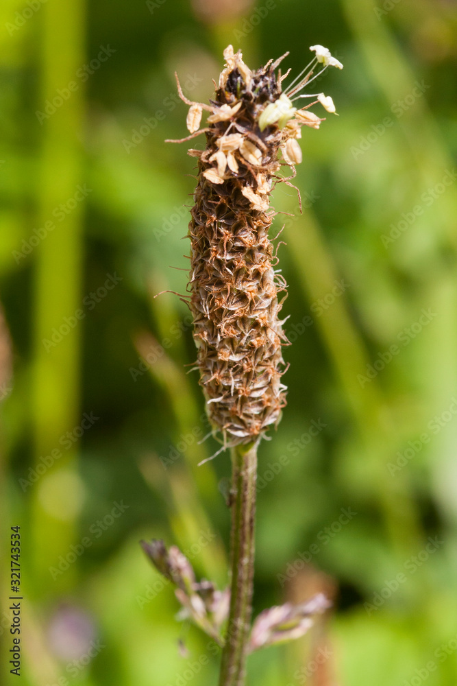 Wild grass head in rural field in Ireland Wild grass head in rural field in Ireland