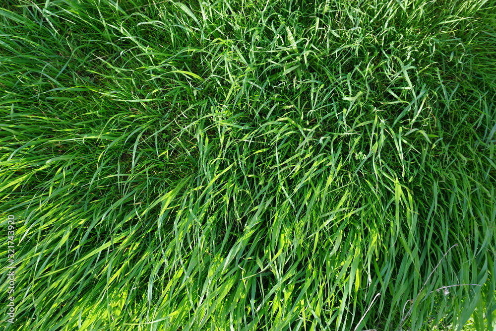 fresh green grass spring