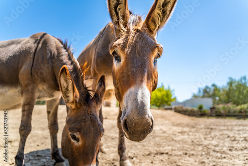 Murais de parede Two donkeys have in the summer sky