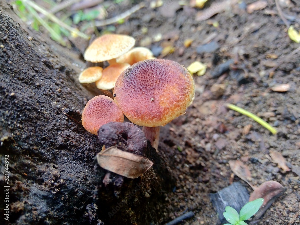 The exotic poisonous mushroom in the nature background The exotic poisonous mushroom in the nature background