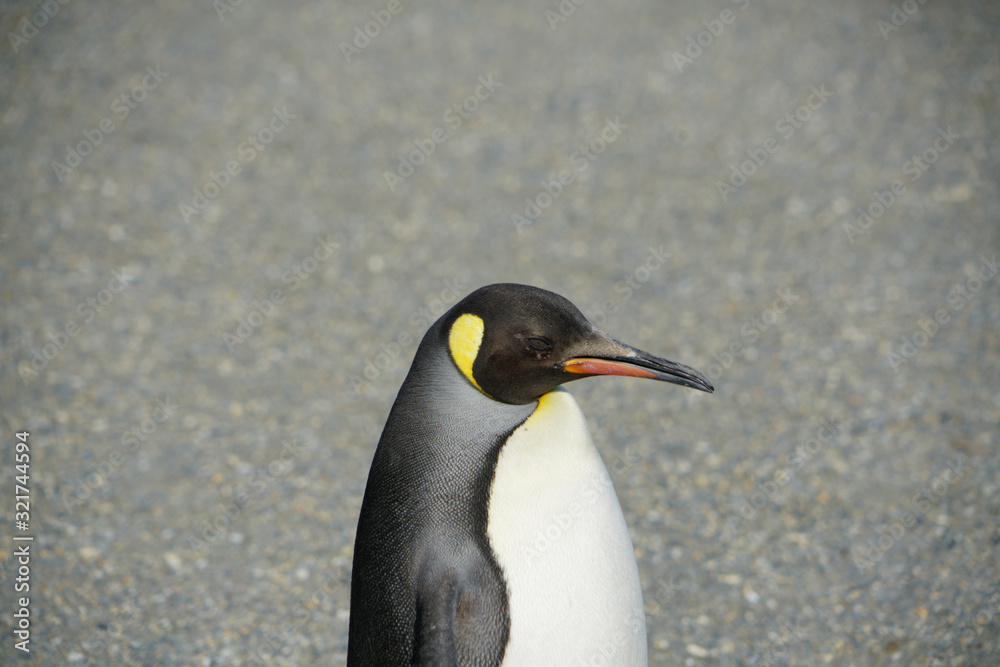 Naklejka premium King penguins in South Georgia