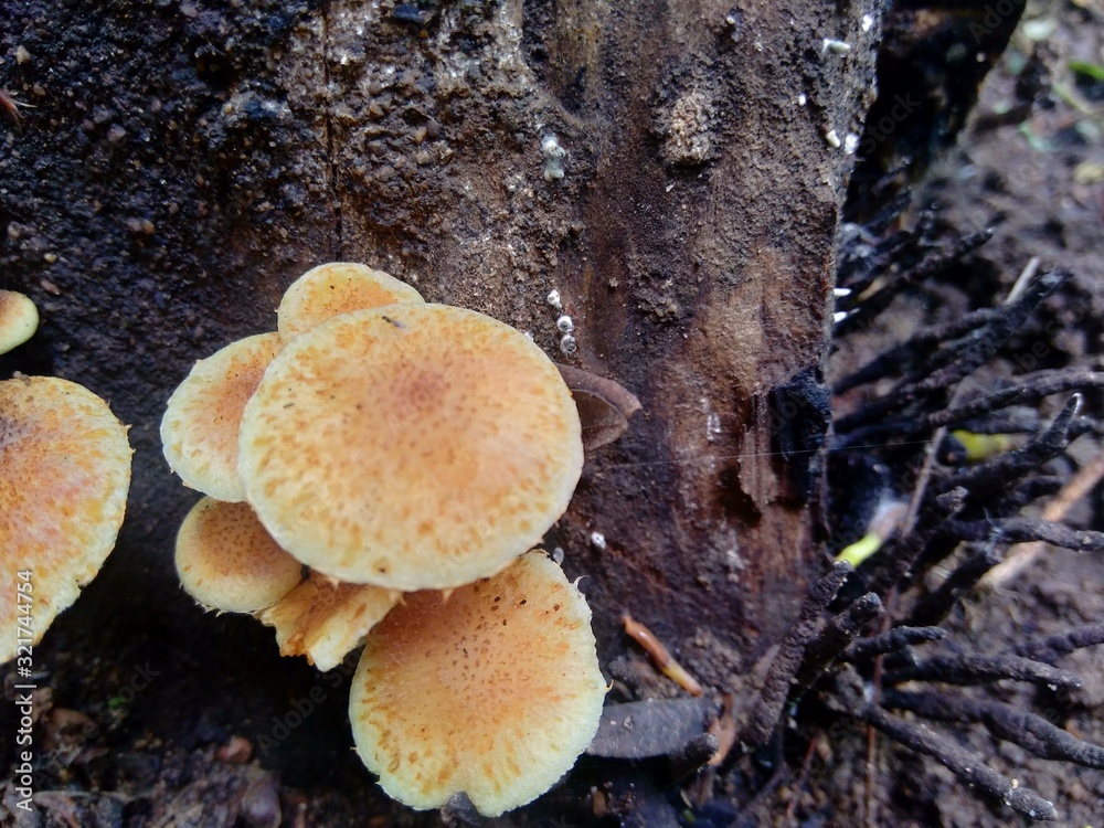 The exotic poisonous mushroom in the nature background The exotic poisonous mushroom in the nature background