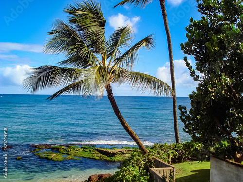 Fototapeta Naklejka Na Ścianę i Meble -  Hawaiian Palm Tree
