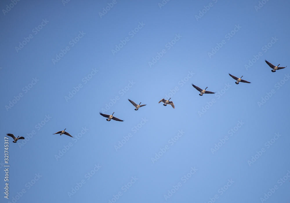 Geese flying in formation over Washington DC Geese flying in formation over Washington DC