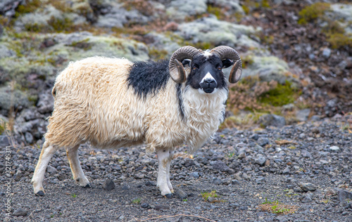 Sheep ram Iceland hillside farm