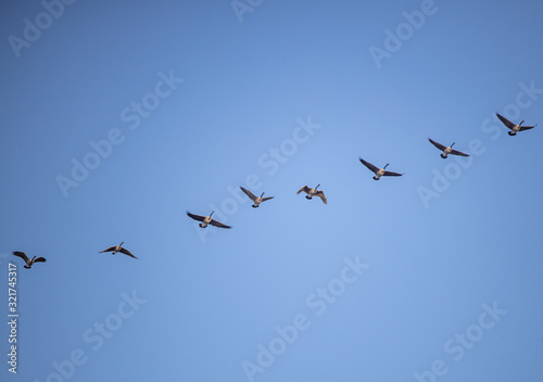Geese flying in formation over Washington DC