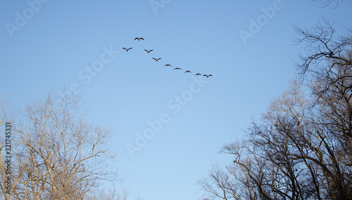 Geese flying in formation over Washington DC