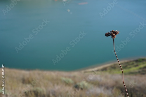 minimal plants minimalistic water