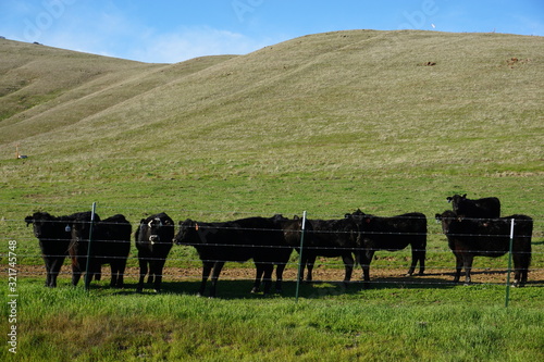 cows in the green hills