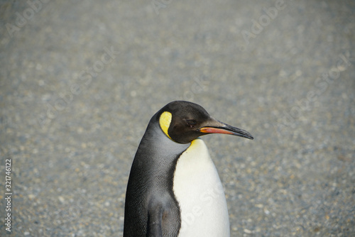 King penguins in South Georgia