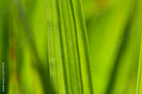 Macro abstract shot of a green blade of grass against a green background