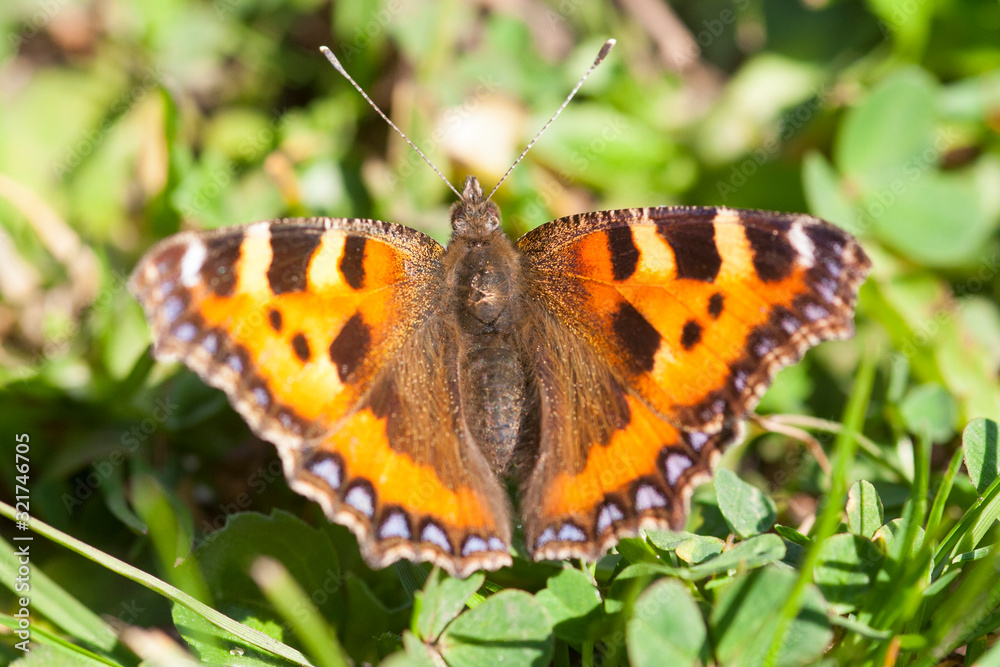 Red admiral butterfly in summer. Red admiral butterfly in summer.