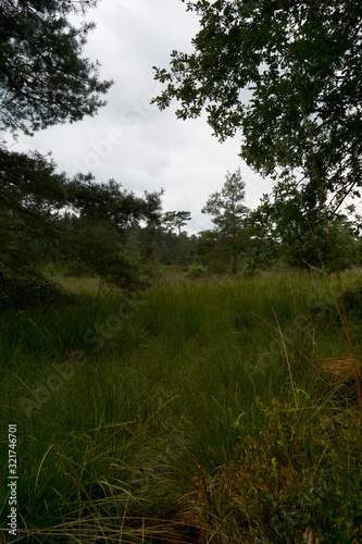 Lüneburger Heide forrest near Hamburg