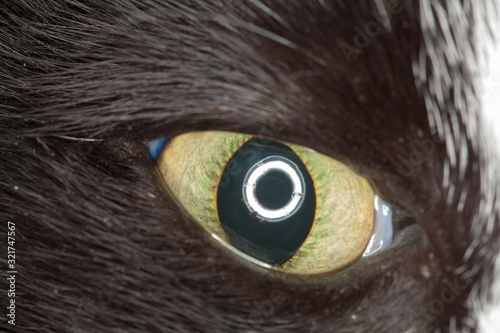 Close Up Green Cat Eye Showing a little Second Eyelid © Snappy Sammy